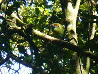 Blue-throated Motmot